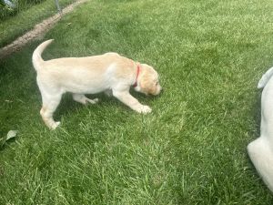 Rehoming Reg Yellow Labs