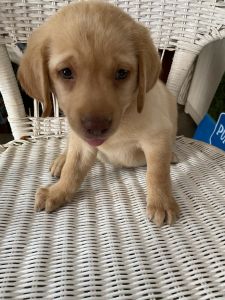 AKC lab puppies