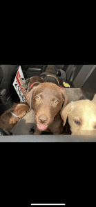 Labrador puppies