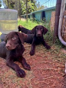 AKC Chocolate Labradors