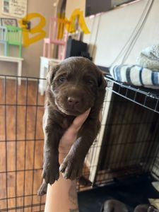 Chocolate labs