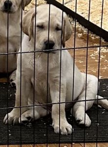Labrador puppy