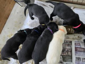 Blackwolf Lab puppies