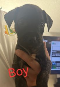 8 Puppies for sale, individual priced