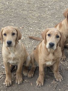 Labrador Puppies for sell