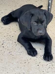 Labrador puppies