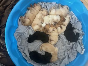 AKC Lab Puppies