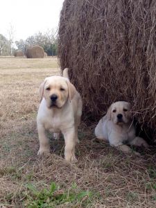 Labrador Puppies AKC - OFA cert Vet owned/bred