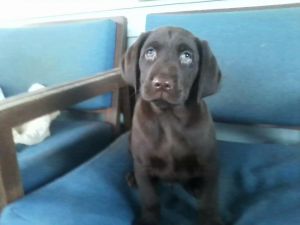 chocolate lab vet check ready to go