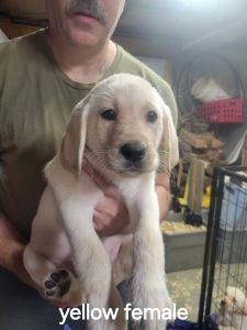 Yellow and Black Lab Puppies
