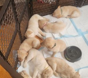 Labrador Retriever Puppies for sale in Camperdown, Victoria. price: $2,000