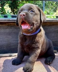 Labrador Retriever Puppies Ready To Go