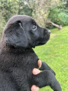 Black lab puppies