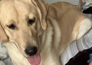 Lab pup needs good home