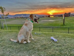 AKC Chocolate Lab Labrador Puppies Champion Lines