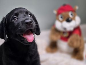 AKC Labrador Retriever