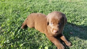 Akc Full Blooded Chocolate Lab Puppies!!!