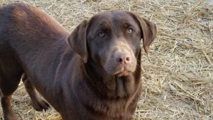 1 Year Old Female Akc Chocolate Lab!!!