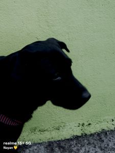 I want to sell my mix breed Labrador which is black colour