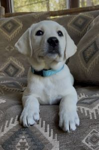 AKC Lab puppy