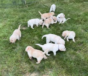 Purebred Yellow Lab Puppies