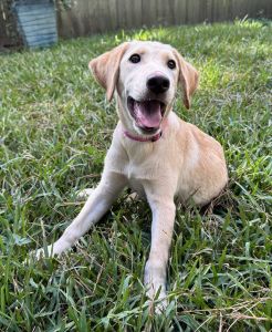American labrador puppies