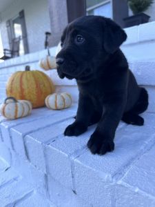 AKC lab puppies