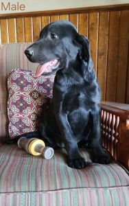 Black Lab Pups
