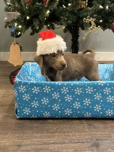 Silver,,champagne labs