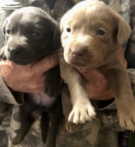 Silver and Charcoal Females