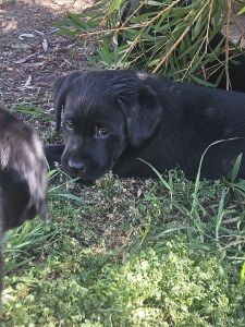 Adorable Purebred Black Labrador Puppies for Sale!