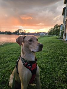 Lab mix for adoption