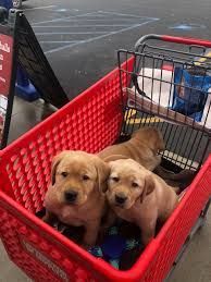 Labrador Retriever puppies for sale