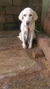 5 months female lab puppy for sale