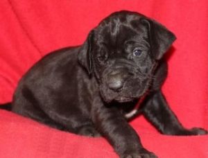 Adorable Male/Female Labrador puppies.