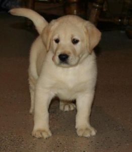 Labrador Retriever Puppies