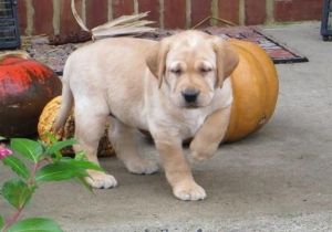 Cute Labrador Retriever Pups. Text (***) ***-***7