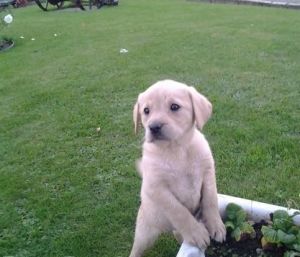 Labrador Retrieve Puppies