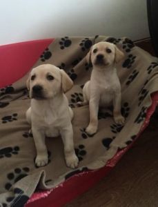 *1 Male And 1 Female Yellow Labradors Available*