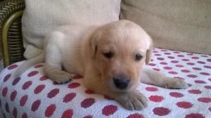 Labrador Puppies Male And Female (***) ***-***4