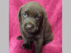 Purebred Labrador Puppies