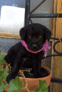Black English Labrador Female