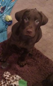 Chocolate Lab Puppies