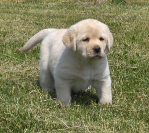 Beautiful AKc Registered Labradors