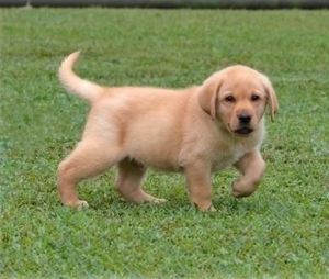 Fully Labrador Retriever Puppies