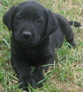 registered black Labrador pups