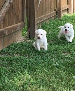 beautiful Labrador Retriever Puppies Are Ready