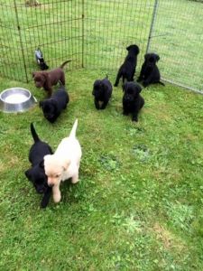 Adorable Labrador Retriever Puppies