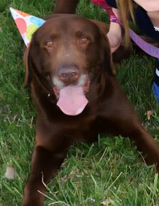 AKC Labs Male and Female