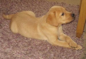 Fox Red Boy Looking For His Forever Home